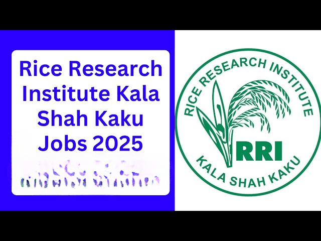 Rice Research Institute Kala Shah Kaku Jobs
